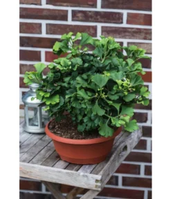 Ginkgobaum - Fächerblattbaum 'Marijke' 5 Ginkgobaum - Fächerblattbaum 'Marijke' -Pflanzen Promotion Geschäft 7196082 PR MO 001 GinkgoBilobaMarijke