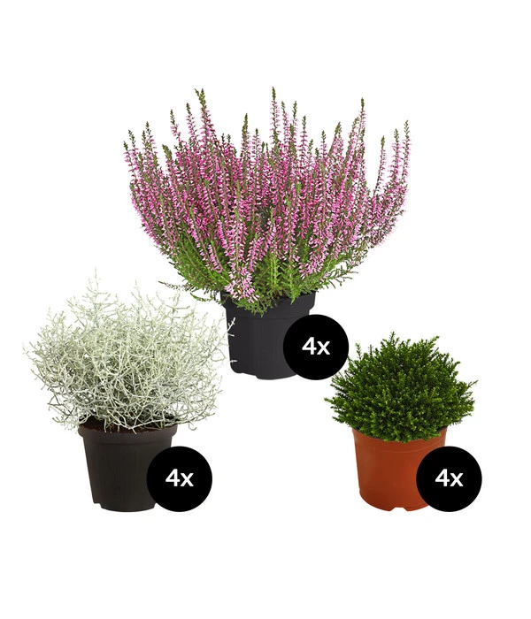 Grabpflanzen-Set In Erinnerung, 12-teilig 1 Grabpflanzen-Set In Erinnerung, 12-teilig