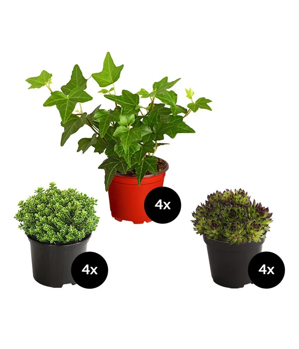 Grabpflanzen-Set Hoffnung, 12-teilig 1 Grabpflanzen-Set Hoffnung, 12-teilig