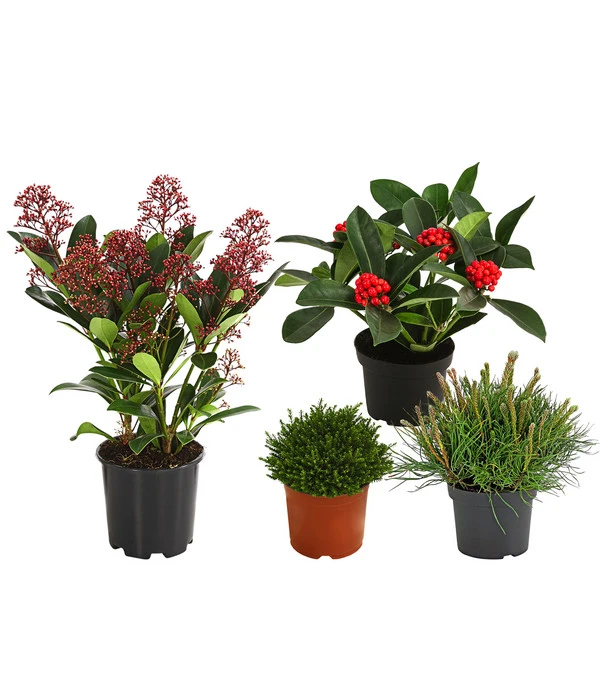 Grabpflanzen-Set Zuversicht, 4-teilig 1 Grabpflanzen-Set Zuversicht, 4-teilig