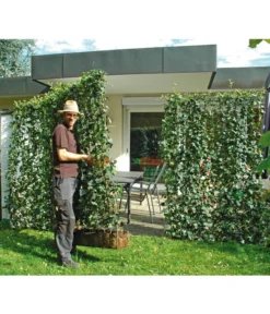 Hecke Am Laufenden Meter® 'Woerneri' - Efeu, Ca. 200 Cm 6 Hecke Am Laufenden Meter® 'Woerneri' - Efeu, Ca. 200 Cm -Pflanzen Promotion Geschäft 7208309 BildM 001 HederaHelixWoerneriHeckeAmLaufendenMeter
