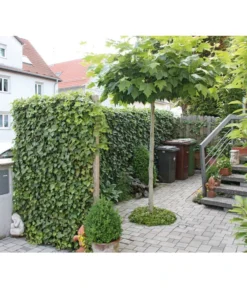 Hecke Am Laufenden Meter® 'Woerneri' - Efeu, Ca. 200 Cm 7 Hecke Am Laufenden Meter® 'Woerneri' - Efeu, Ca. 200 Cm -Pflanzen Promotion Geschäft 7208309 BildM 002 HederaHelixWoerneriHeckeAmLaufendenMeter