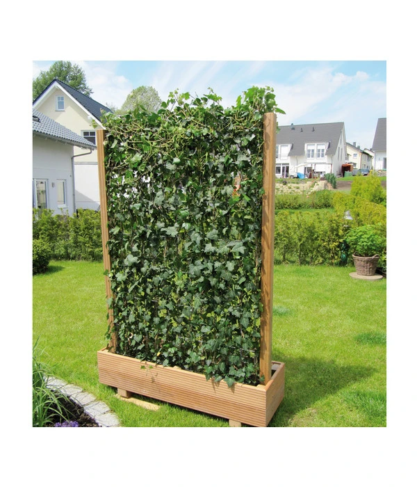Hecke Am Laufenden Meter® 'Woerneri' - Efeu, Ca. 200 Cm 2 Hecke Am Laufenden Meter® 'Woerneri' - Efeu, Ca. 200 Cm – Bild 2