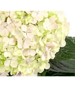 Bauern-Hortensie 'Avantgarde'