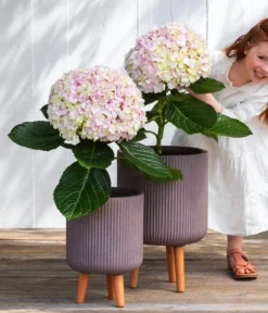 Bauern-Hortensie 'Avantgarde' -Pflanzen Promotion Geschäft 7220148 WE MO 001 HortensieAvantgard5L