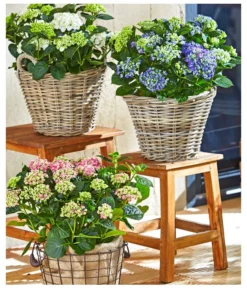 Garten-Hortensie 'Curly Wurly' -Pflanzen Promotion Geschäft 7221302 WE MO 001 HortensieCurlyWurlyBL18 7221310 7221328