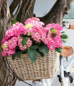 Garten-Hortensie 'Curly Wurly' -Pflanzen Promotion Geschäft 7221310 WE MO 001 Hortensien