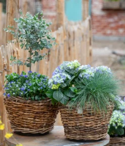 Eukalyptus, Stämmchen -Pflanzen Promotion Geschäft 7222003 WE MO 001 HortensienBlauBlaubluehendeStraeucher 1