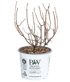 Schneeball-Hortensie 'Pink Annabelle®' 6 Schneeball-Hortensie 'Pink Annabelle®' -Pflanzen Promotion Geschäft 7223878 WE FS 001 HydrangeaPinkAnnabel