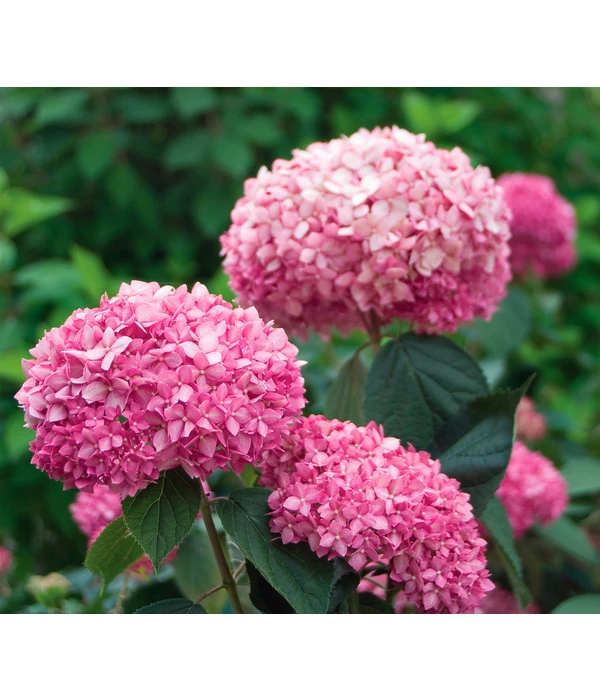 Schneeball-Hortensie 'Pink Annabelle®' 1 Schneeball-Hortensie 'Pink Annabelle®'