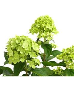 Rispen-Hortensie 'Limelight®' -Pflanzen Promotion Geschäft 7224322 WE DE 001 HydrangeaRispenhortensieLimelight3LDehnerExpressHerzig