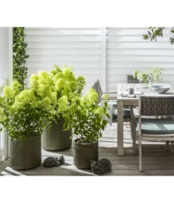 Rispen-Hortensie 'Limelight®' -Pflanzen Promotion Geschäft 7224322 WE MO 001 LandhausgartenHydrangeaLimelightGC202112