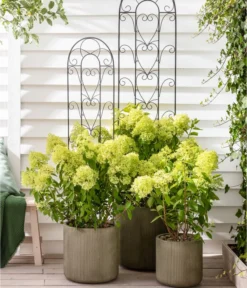 Rispen-Hortensie 'Limelight®' -Pflanzen Promotion Geschäft 7224322 WE MO 011 HydrangeaLimelight