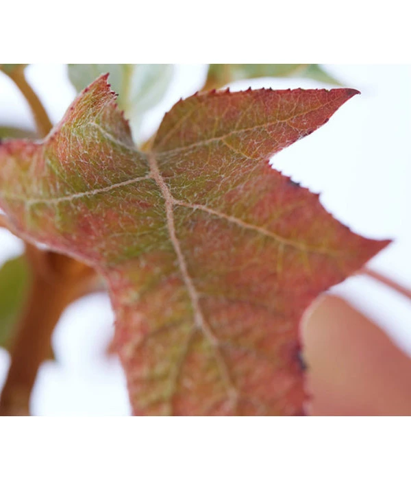 Rispen-Hortensie 'Ruby Slippers' 2 Rispen-Hortensie 'Ruby Slippers' – Bild 2