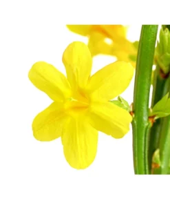Winter-Jasmin -Pflanzen Promotion Geschäft 7238652 PR DE 001 JasminiumNudiflorumDehnerExpressHerzig