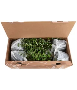 1-1,5 Meter Liguster, 5 X Ca. 30-35 Cm 5 1-1,5 Meter Liguster, 5 X Ca. 30-35 Cm -Pflanzen Promotion Geschäft 7266513 PR FS 002 LigustrumAtrovirens1MeterDehnerExpressHerzig