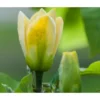 Duft-Magnolie 'Yellow Bird'