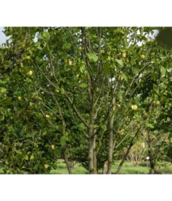 Duft-Magnolie 'Yellow Bird' -Pflanzen Promotion Geschäft 7275860 PR MO 001 MagnoliaYellowBirdLucknerRet