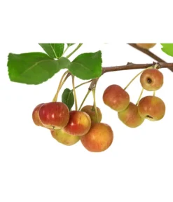 Zierapfel -Pflanzen Promotion Geschäft 7284425 WE DE 001 Malus