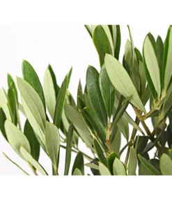 Olive, Stämmchen 10 Olive, Stämmchen -Pflanzen Promotion Geschäft 7297088 WE DE 001 OleaEuropaeaT14DehnerExpressHerzig