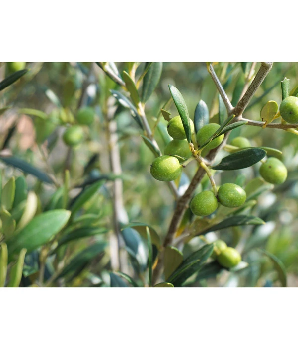 Olive, Stämmchen 6 Olive, Stämmchen – Bild 6