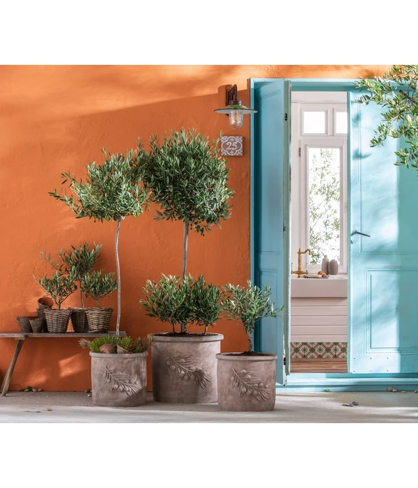 Olive, Stämmchen 3 Olive, Stämmchen – Bild 3