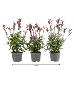 1 Meter Purpur-Glanzmispel 'Red Robin', 3 X Ca. 60 Cm