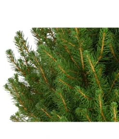 Zuckerhutfichte 'Conica' 5 Zuckerhutfichte 'Conica' -Pflanzen Promotion Geschäft 7315047 PR DE 001 PiceaZuckerhutfichteGlauceConica75LDehnerExpressHerzig