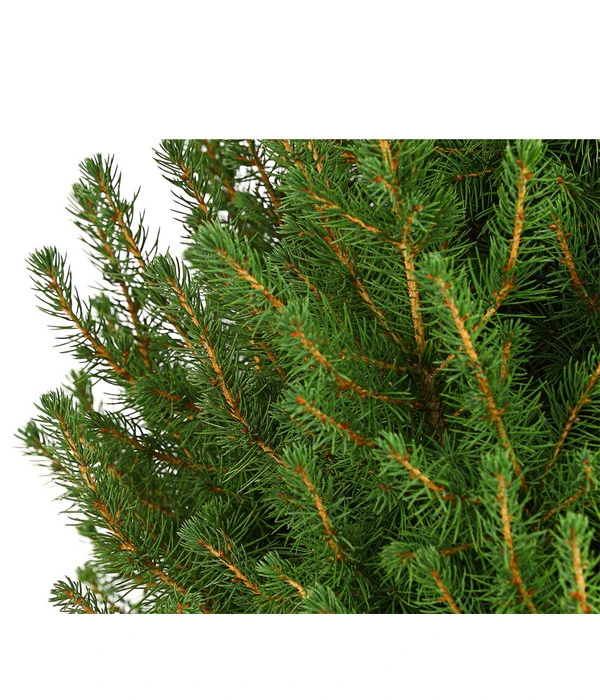 Zuckerhutfichte 'Conica' 3 Zuckerhutfichte 'Conica' – Bild 3