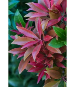 Dehner Schattenglöckchen, Japanische Lavendelheide 'Mountain Fire' 7 Dehner Schattenglöckchen, Japanische Lavendelheide 'Mountain Fire' -Pflanzen Promotion Geschäft 7322696 PR DE 001 PierisJaponicaMountainFire