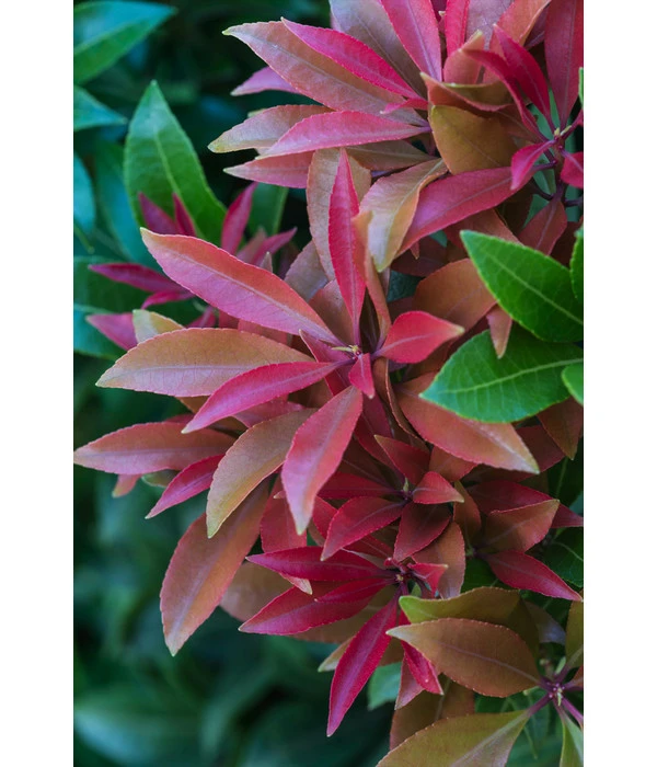 Dehner Schattenglöckchen, Japanische Lavendelheide 'Mountain Fire' 4 Dehner Schattenglöckchen, Japanische Lavendelheide 'Mountain Fire' – Bild 4