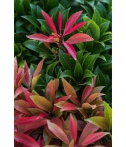 Dehner Schattenglöckchen, Japanische Lavendelheide 'Mountain Fire' 6 Dehner Schattenglöckchen, Japanische Lavendelheide 'Mountain Fire' -Pflanzen Promotion Geschäft 7322696 PR DE 002 PierisJaponicaMountainFire