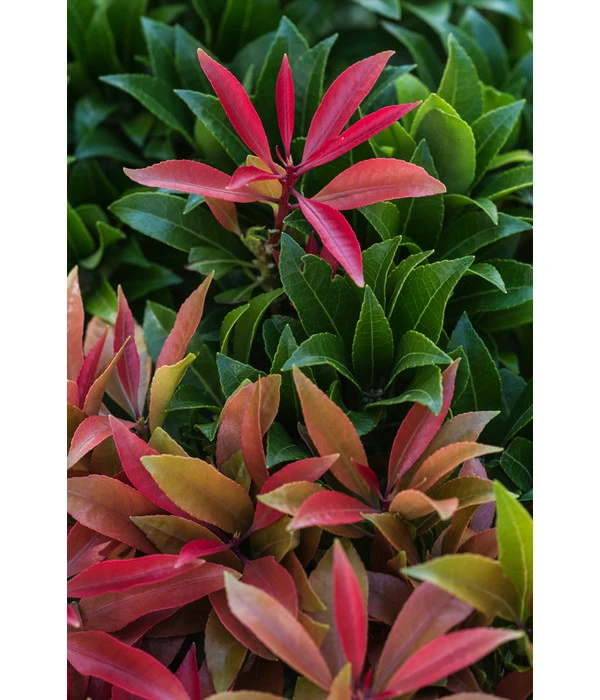 Dehner Schattenglöckchen, Japanische Lavendelheide 'Mountain Fire' 3 Dehner Schattenglöckchen, Japanische Lavendelheide 'Mountain Fire' – Bild 3