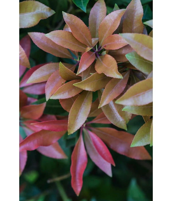 Dehner Schattenglöckchen, Japanische Lavendelheide 'Mountain Fire' 2 Dehner Schattenglöckchen, Japanische Lavendelheide 'Mountain Fire' – Bild 2