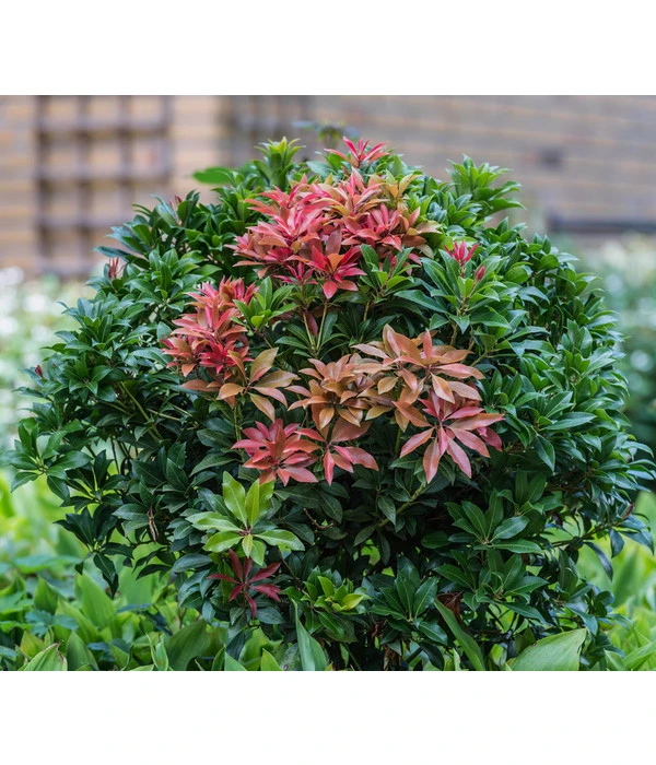 Dehner Schattenglöckchen, Japanische Lavendelheide 'Mountain Fire' 1 Dehner Schattenglöckchen, Japanische Lavendelheide 'Mountain Fire'