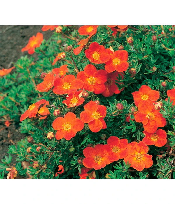 Fingerstrauch 1 Fingerstrauch