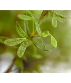 Fingerstrauch 7 Fingerstrauch -Pflanzen Promotion Geschäft 7353790 WE DE 001 FingerstrauchPotentillaFruticosaRedAceDehnerExpressZS