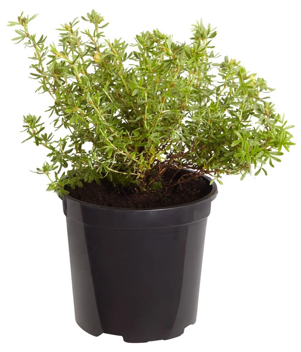 Fingerstrauch 2 Fingerstrauch – Bild 2