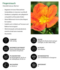 Fingerstrauch 6 Fingerstrauch -Pflanzen Promotion Geschäft 7353790 WE IG 001 Fingerstrauch