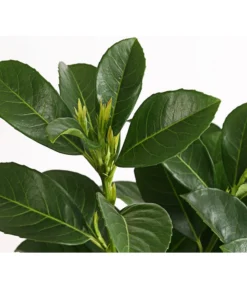 Kirschlorbeer 'Etna' -Pflanzen Promotion Geschäft 7358484 WE DE 001 PrunusLaurocerasusEtnaKirschlorbeer5LDehnerExpressHerzig