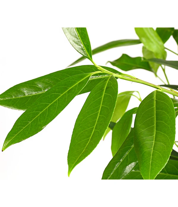 Kirschlorbeer 'Herbergii' 2 Kirschlorbeer 'Herbergii' – Bild 2