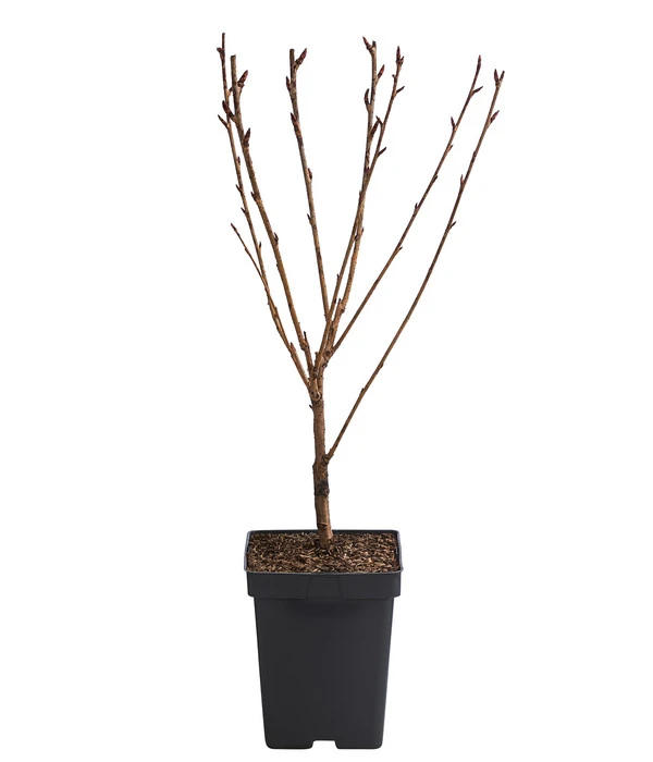 Nelken-Kirsche 'Kanzan' 2 Nelken-Kirsche 'Kanzan' – Bild 2