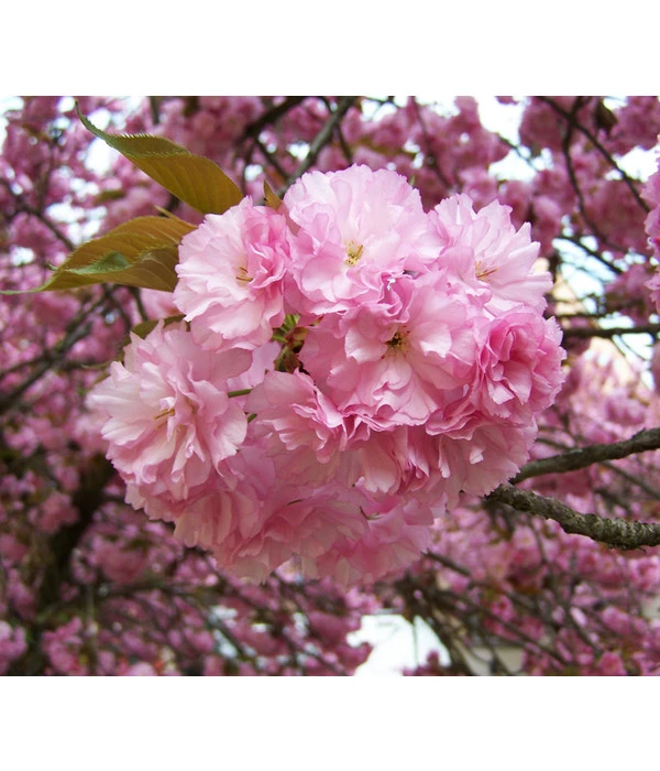 Nelken-Kirsche 'Kanzan' 1 Nelken-Kirsche 'Kanzan'