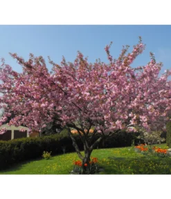 Nelken-Kirsche 'Kanzan' 5 Nelken-Kirsche 'Kanzan' -Pflanzen Promotion Geschäft 7366404 PR MO 001 PrunusKanzanPixabay