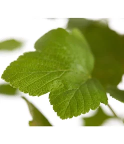 Blut-Johannisbeere 'King Edward VII' -Pflanzen Promotion Geschäft 7453749 WE DE 001 RibesSanguineumKingEdwardVIIJohannisbeere3LDehnerExpressZS