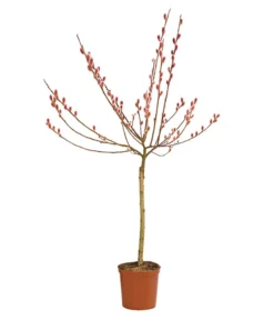 Rotkätzchenweide, Stämmchen