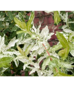 Zwerg-Weidenstämmchen 'Hakuro Nishiki' -Pflanzen Promotion Geschäft 7465248 WE MO 001 HarlekinWeideZierWeideHakuroNishikiSalixNishikiSt