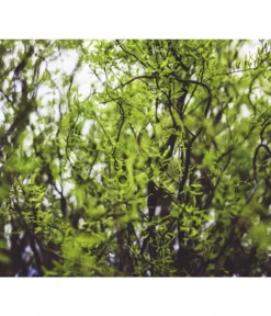 Lockenweide 'Erythroflexuosa' -Pflanzen Promotion Geschäft 7466923 WE DE 002 SalixLockenweidePixabay