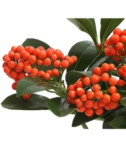 Japanische Frucht-Skimmie 'Temptation' -Pflanzen Promotion Geschäft 7472467 WE DE 001 SkimmiaSkimmieJaponicaTemptation18CDehnerExpressHerzig