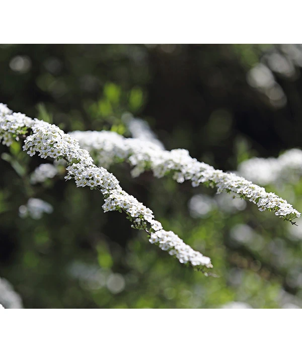 Rispenspiere 'Grefsheim' 1 Rispenspiere 'Grefsheim'